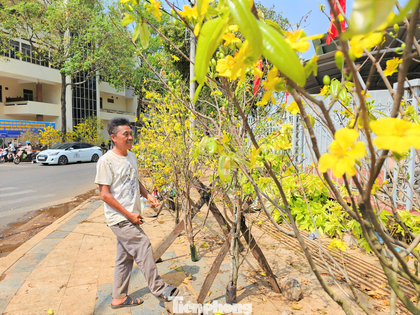 Mai rừng được bày bán bên góc phố.