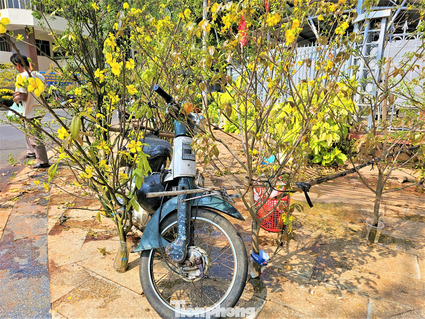 Những nhánh mai rừng thuần khiết, góp phần tô sắc cho mùa xuân.