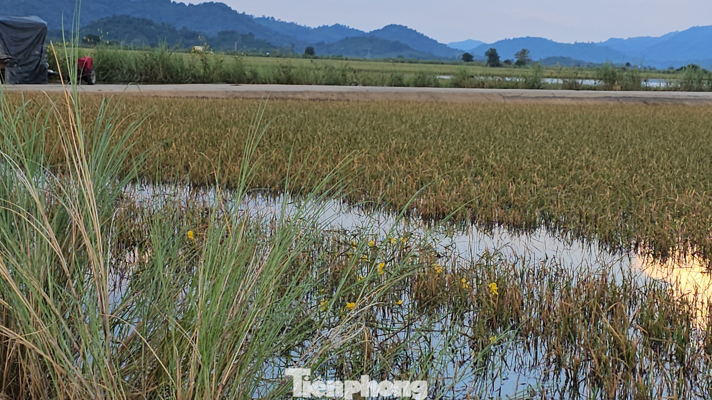 Lúa của bà con huyện Lắk bị chìm trong nước.