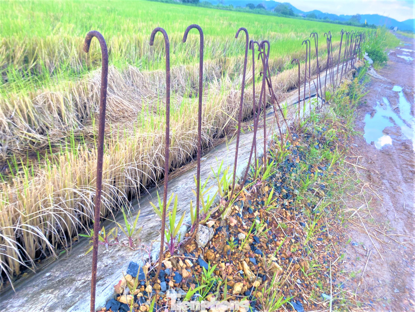 Những cây sắt dùng để thi công phần thân đê, có dấu hiệu hoen gỉ.