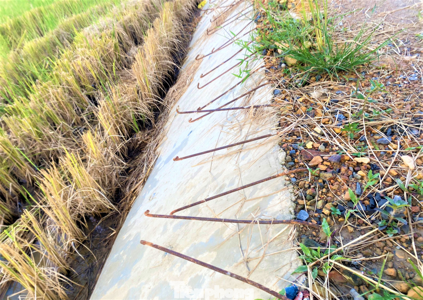 Phần thân đê được thi công nham nhở rồi bỏ không.