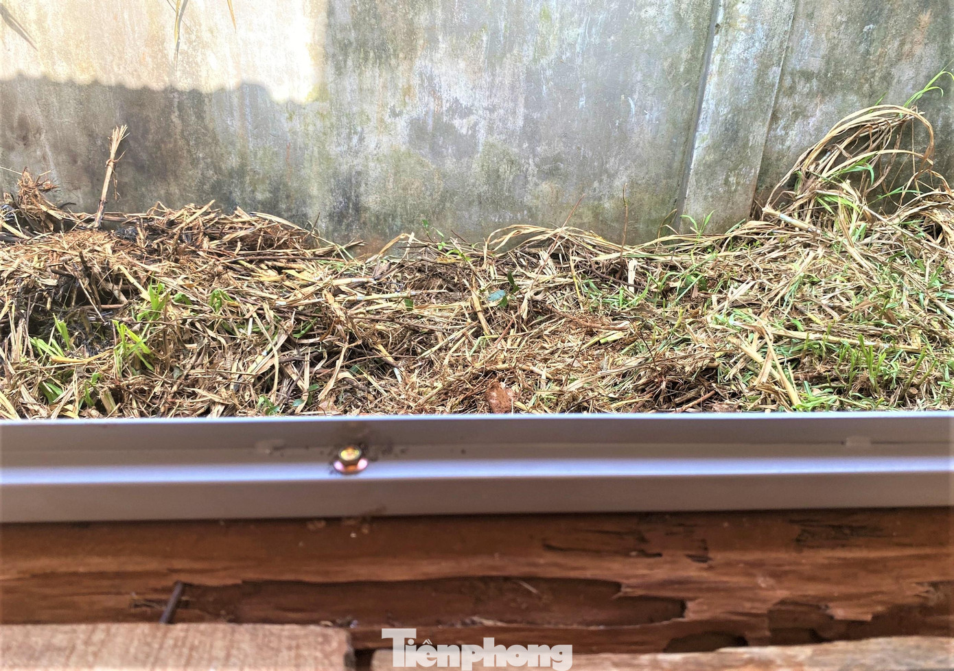 Gỗ tường bị mối mọt tấn công