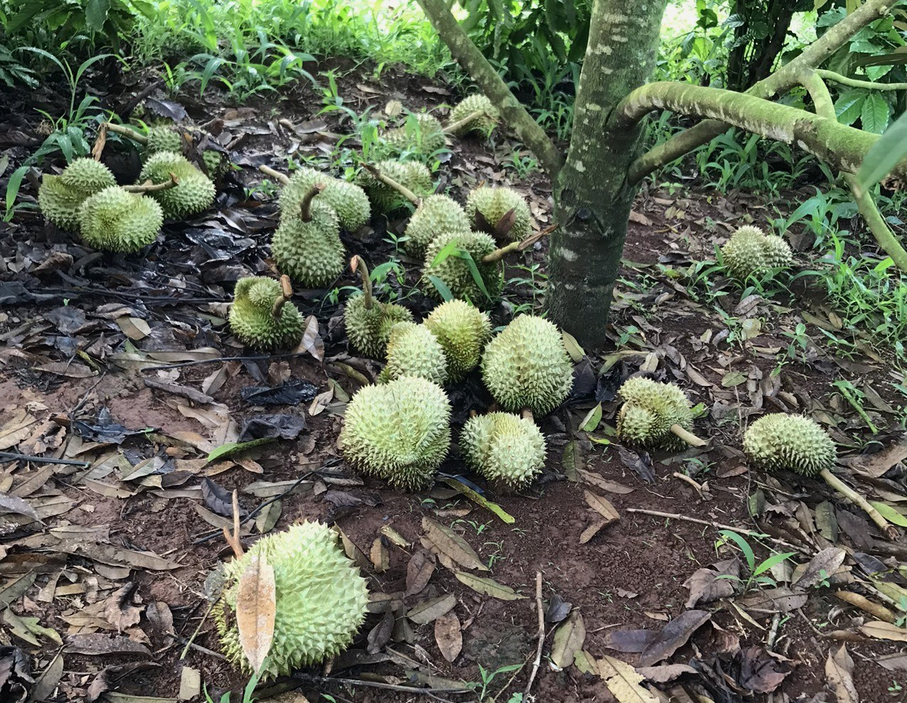 Hiện trường một vụ phá hoại sầu riêng trên địa bàn tỉnh Đắk Lắk