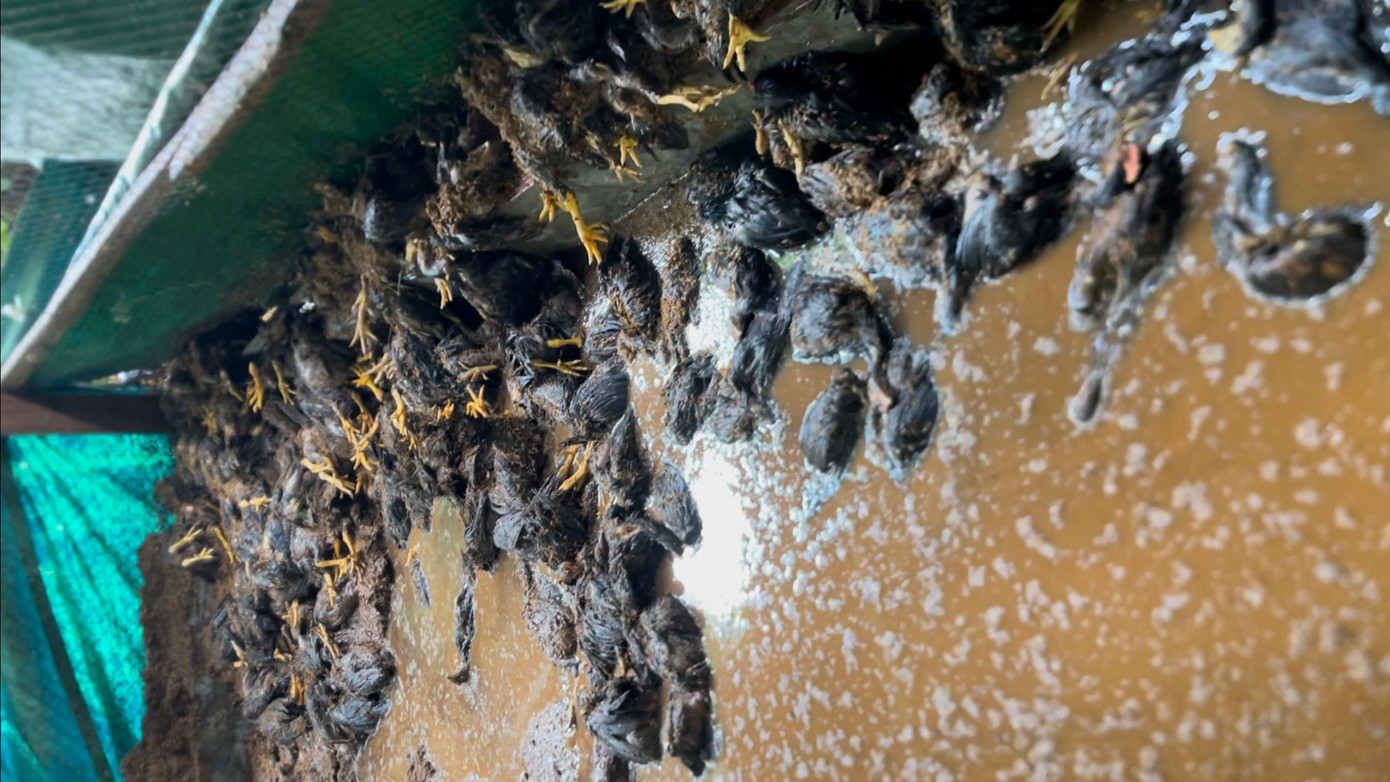 Vỡ hồ nước ở Đắk Nông gây thiệt hại lớn: Cơ quan chức năng, chủ hồ nói gì? ảnh 1 Vỡ hồ nước ở Đắk Nông gây thiệt hại lớn: Cơ quan chức năng, chủ hồ nói gì? ảnh 1