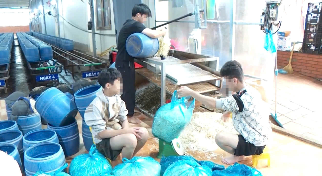 Giá đỗ bị ngâm hoá chất độc hại Giá đỗ bị ngâm hoá chất độc hại