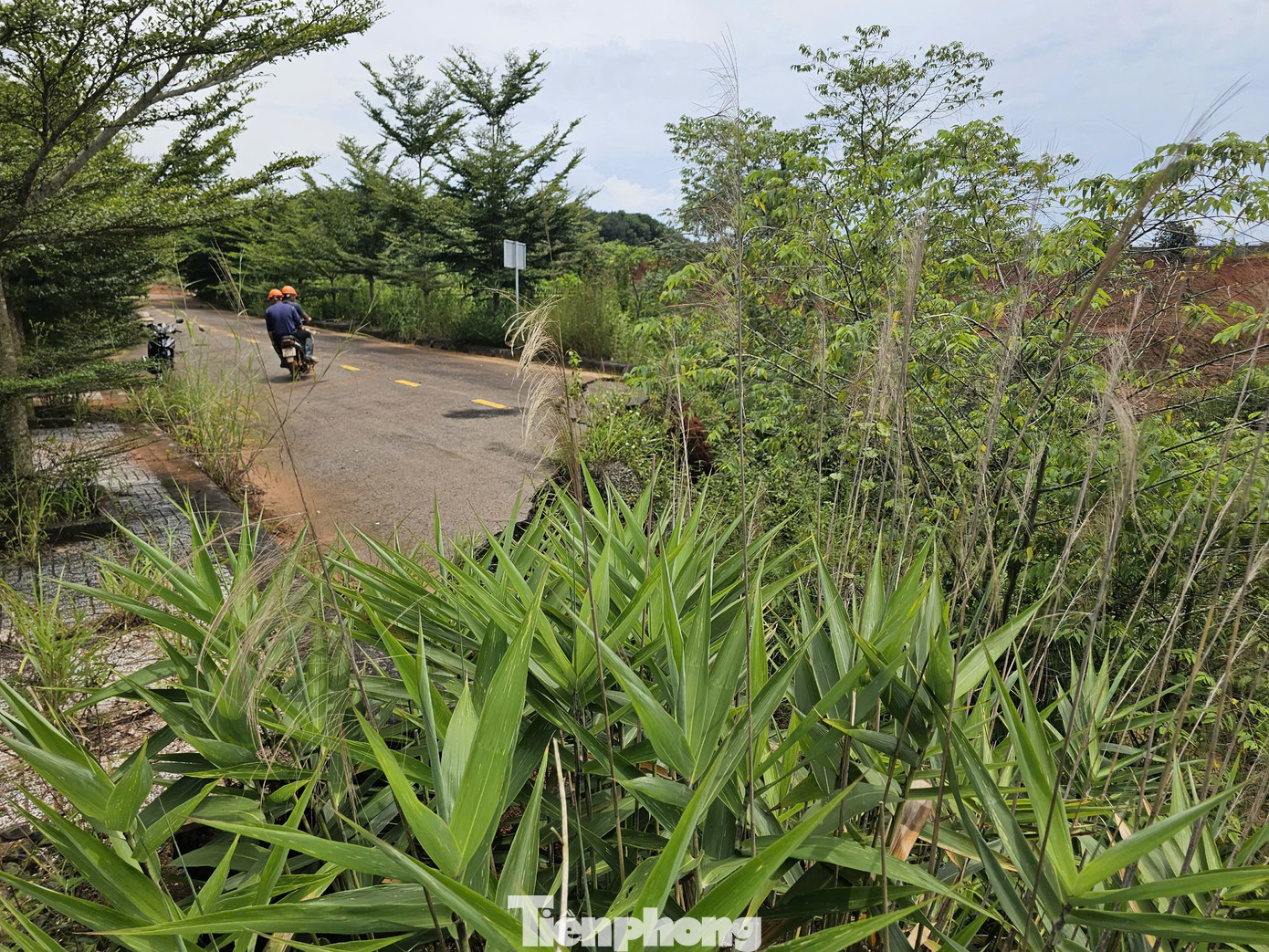 Nơi sạt lở đã mọc cỏ um tùm.