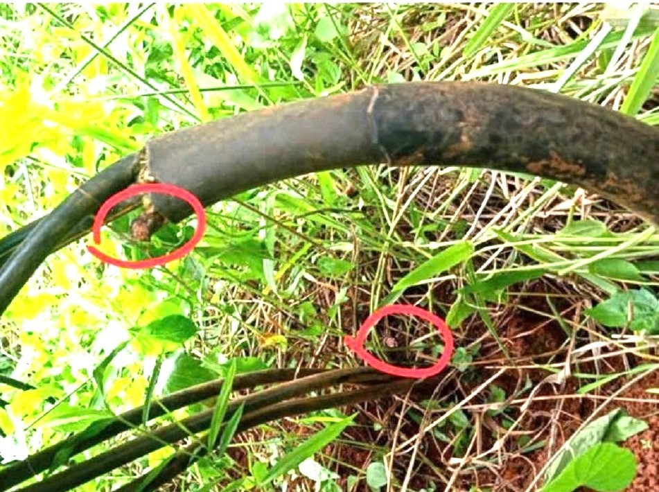 Dây cáp trung tính bị cắt trộm Dây cáp trung tính bị cắt trộm