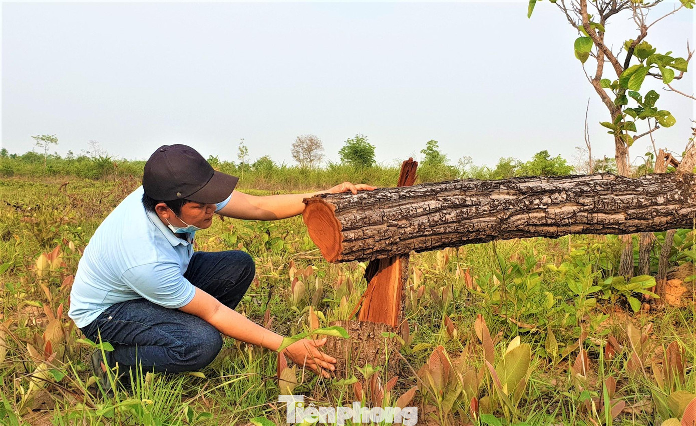 Hiện trường vụ phá rừng