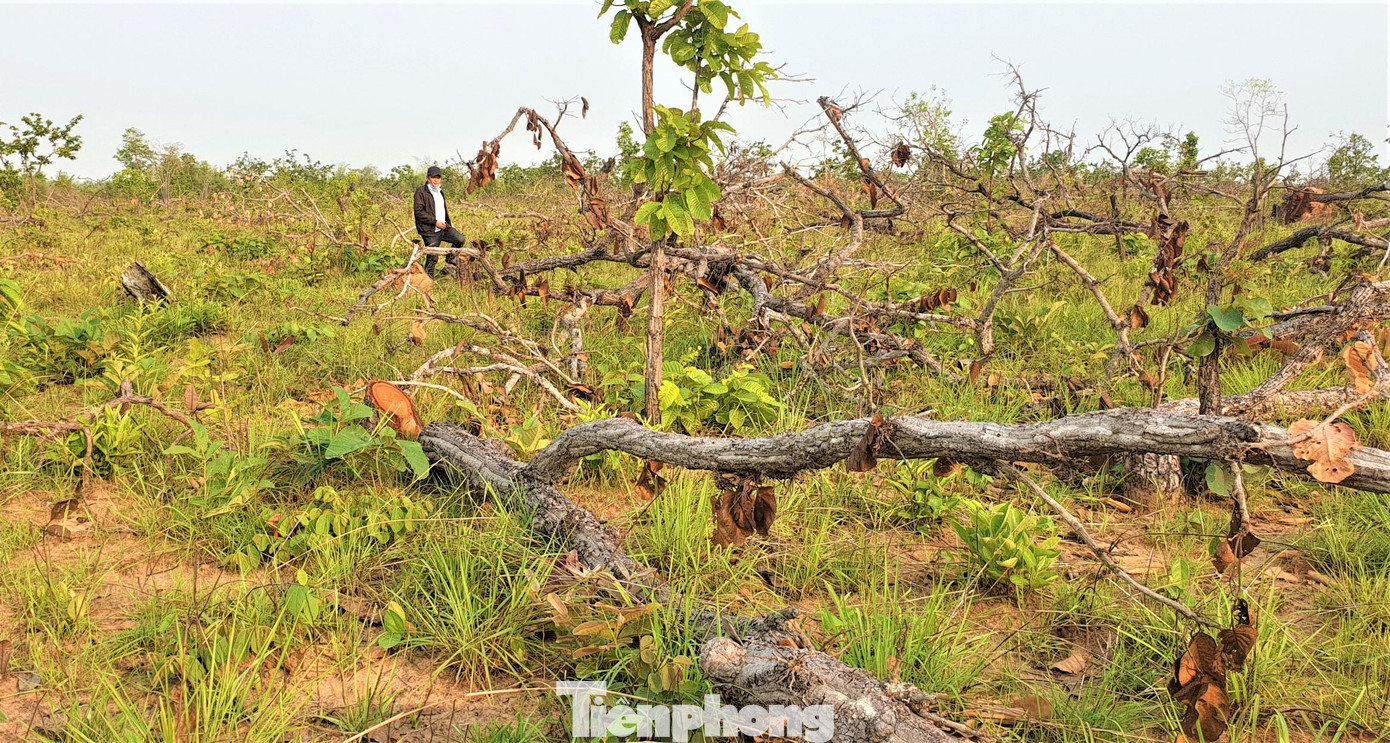 Hiện trường vụ phá rừng tại huyện Ea Súp