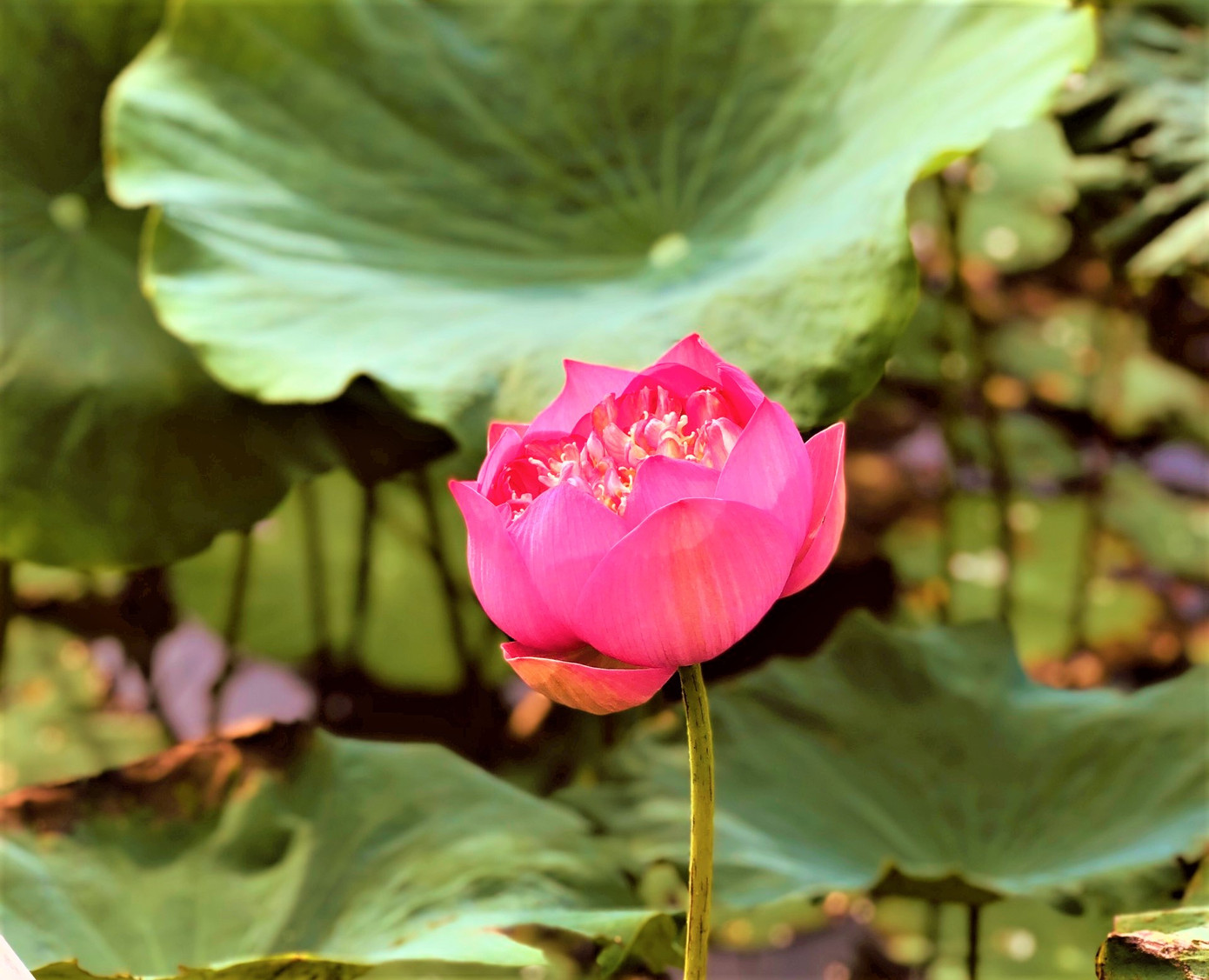 Sen hồng nổi bật trên nền lá xanh biếc