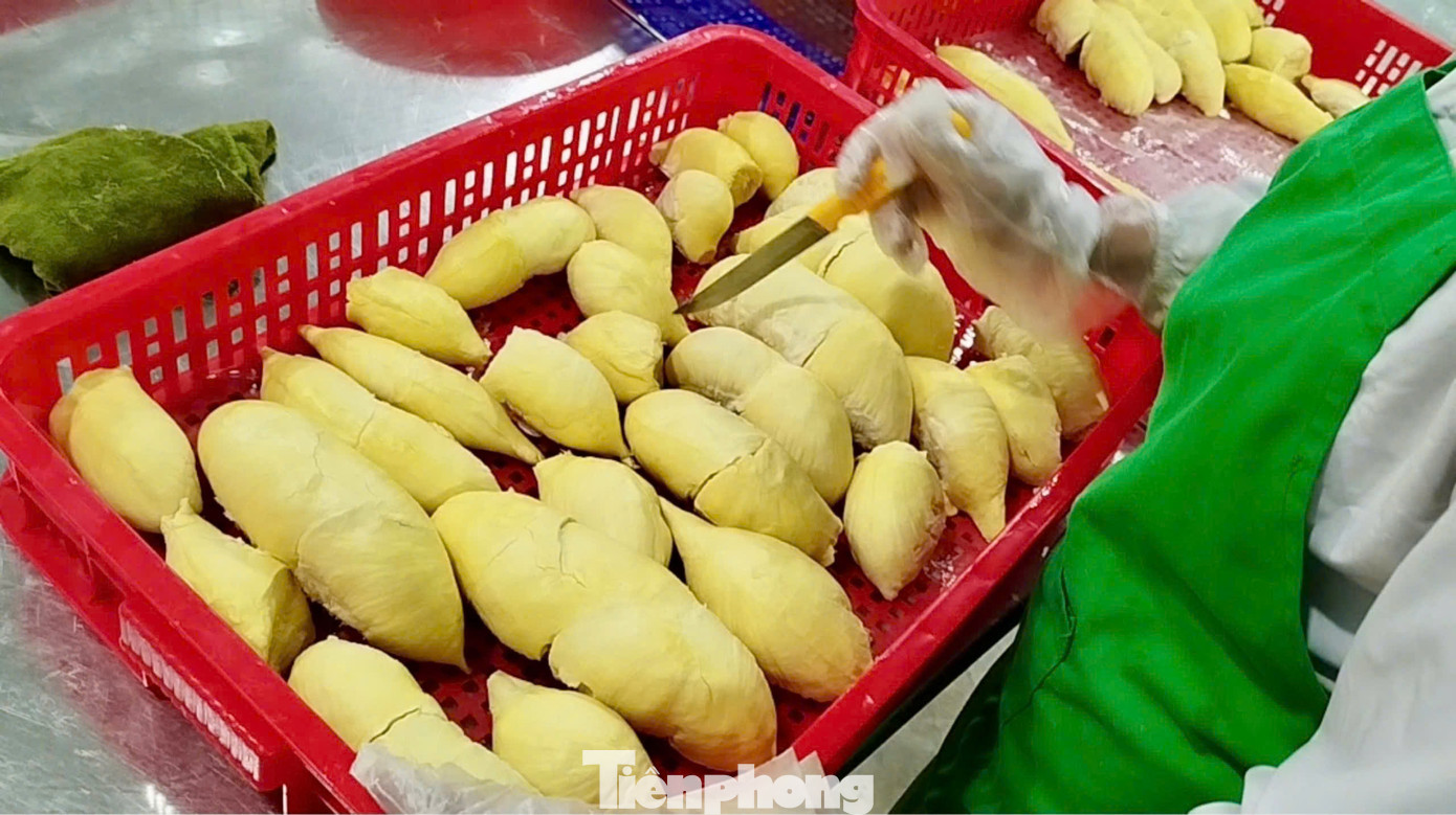 Xuất khẩu sầu riêng đang gặp nhiều khó khăn.