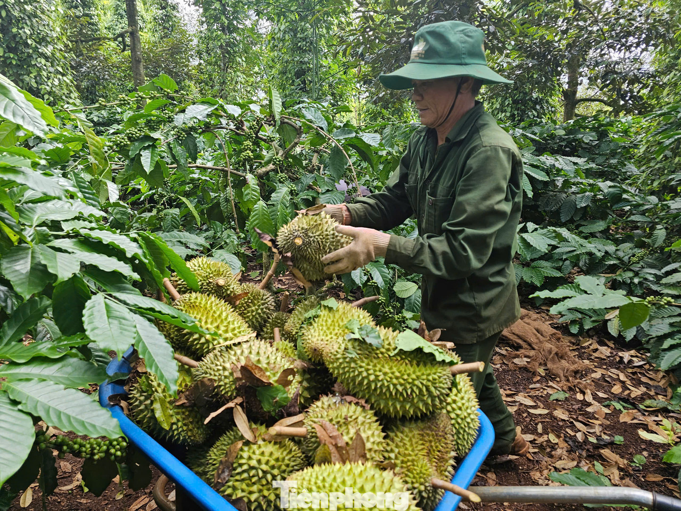 Đắk Lắk có diện tích, sản lượng sầu riêng lớn nhất nước, sắp vào vụ thu hoạch năm 2025.