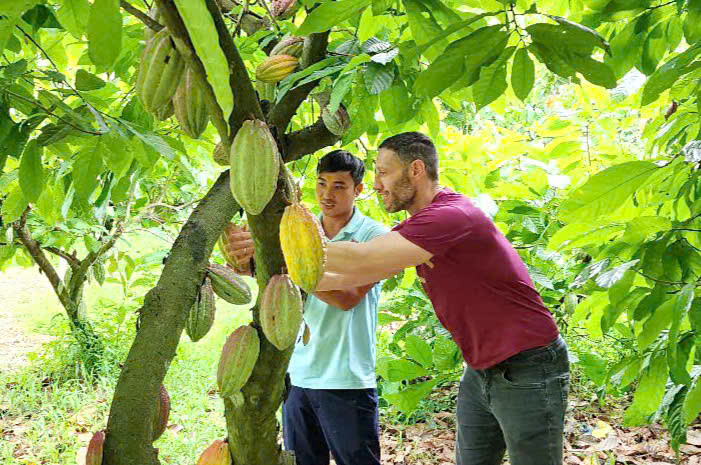 Du khách khám phá vườn ca cao. Du khách khám phá vườn ca cao.