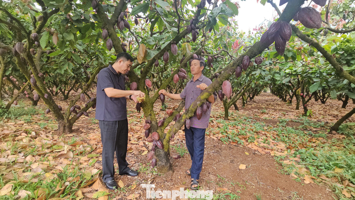 Mỗi ha ca cao đang mang lại nguồn thu nhập từ 400 - 450 triệu đồng/năm Mỗi ha ca cao đang mang lại nguồn thu nhập từ 400 - 450 triệu đồng/năm