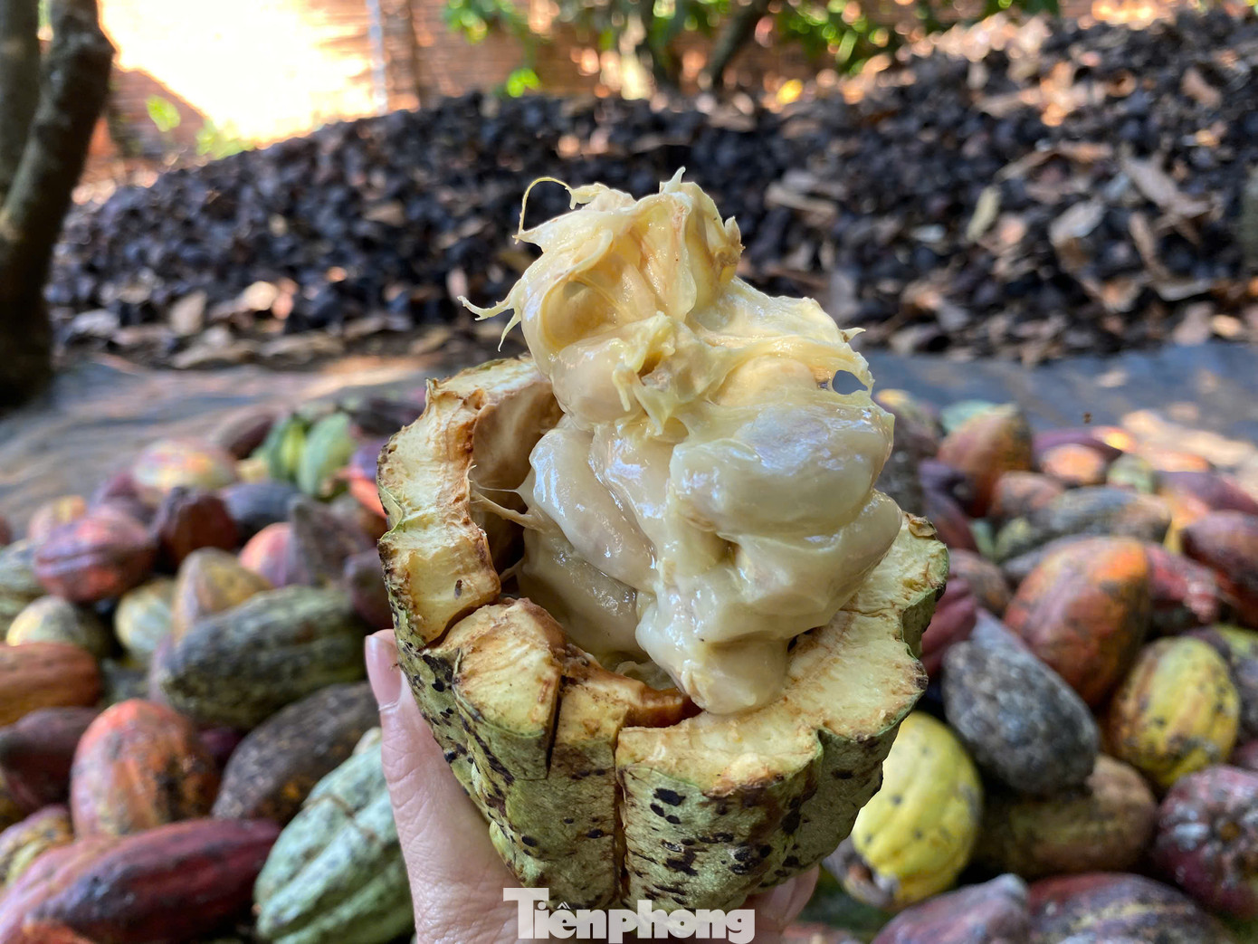 Ca cao đang mang lại lợi nhuận tốt cho người dân. Ca cao đang mang lại lợi nhuận tốt cho người dân.