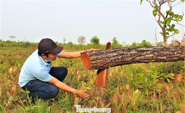 Một vụ phá rừng tại huyện Ea Súp, Đắk Lắk