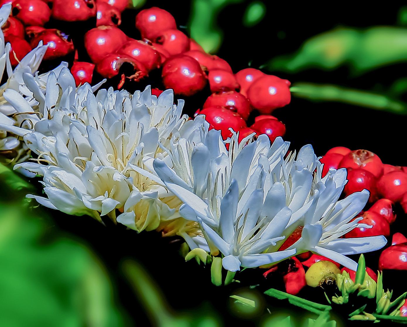 Đắk Lắk đang vào vụ thu hoạch cà phê. Ảnh: Vũ Duy Thương.