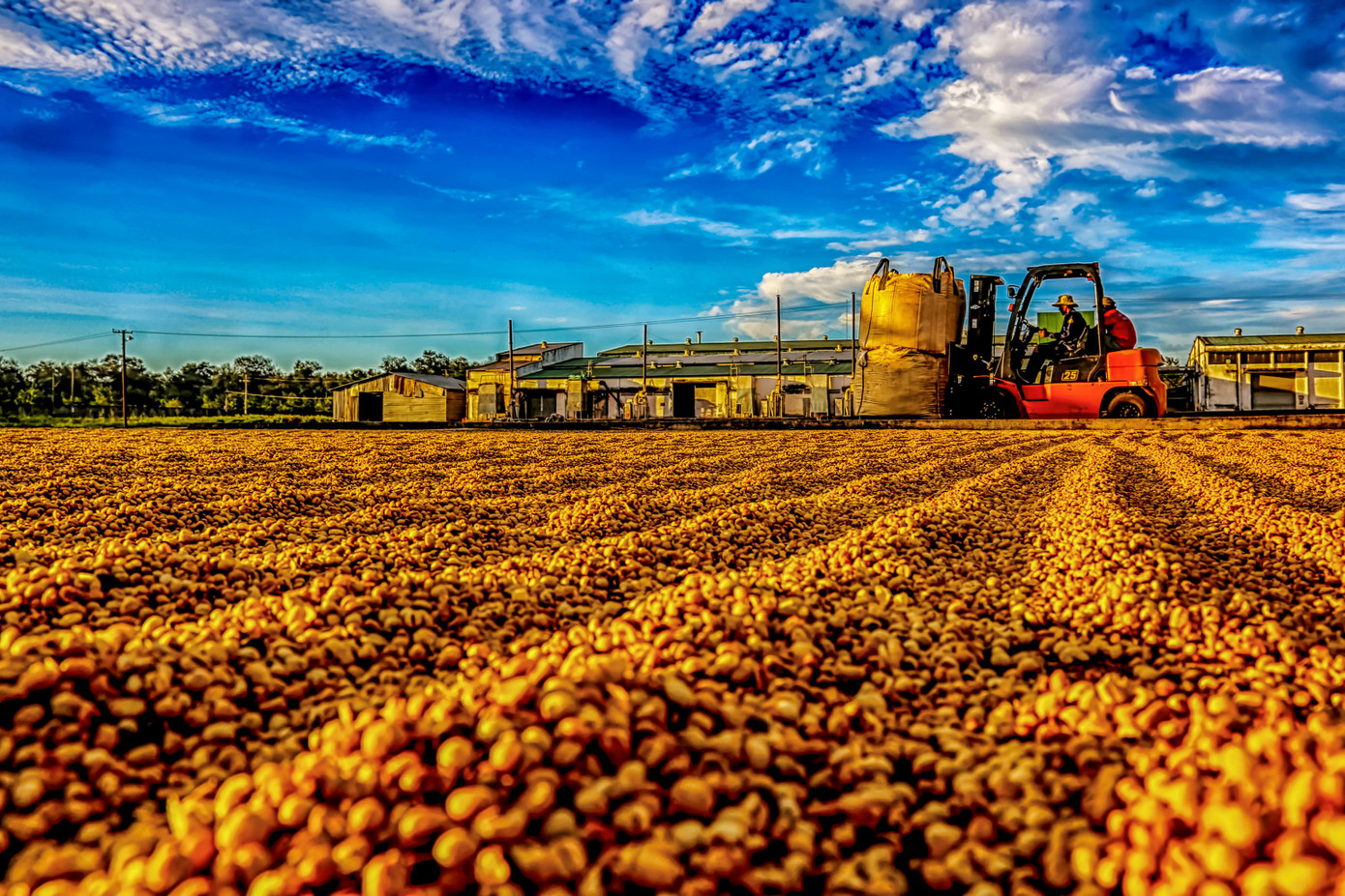 Khi hạt cà phê khô đủ độ sẽ được đóng bao cho vào kho. Ảnh: Vũ Duy Thương.