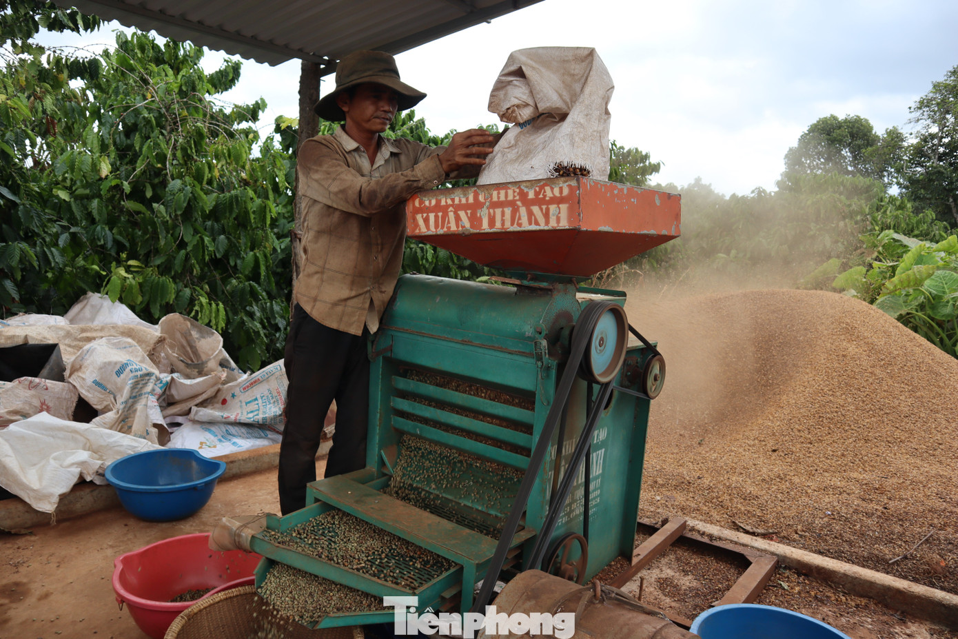 Cà phê được tách vỏ.