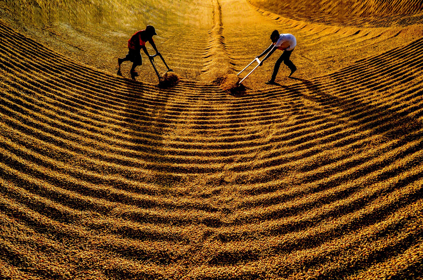 Cà phê được phơi dưới ánh nắng hanh hao của mùa đông cuối năm. Ảnh: Vũ Duy Thương.