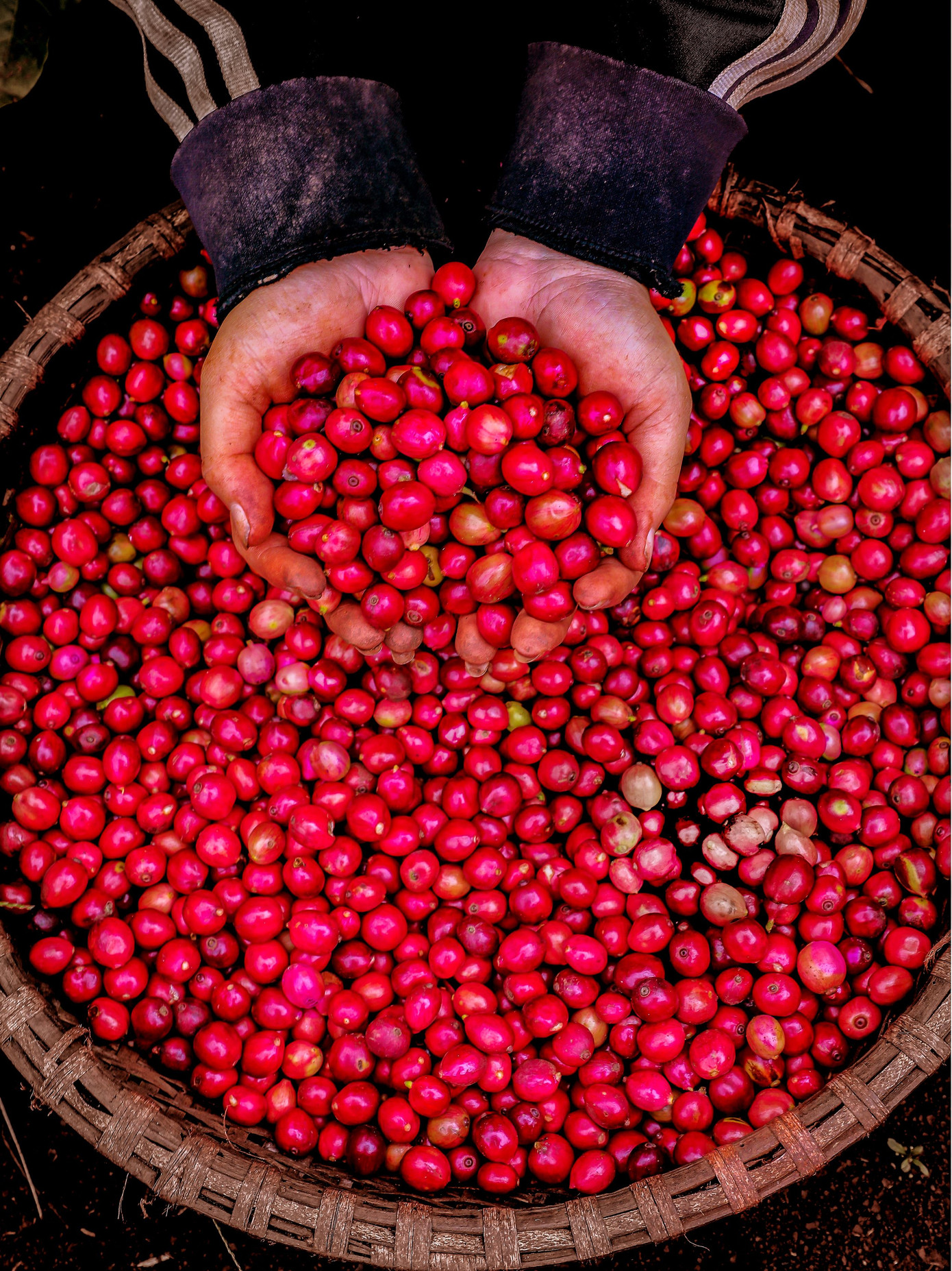 Những hạt cà phê mọng đỏ. Ảnh: Vũ Duy Thương.