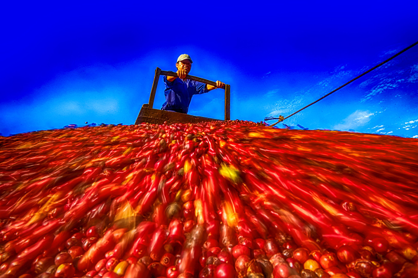 Những hạt cà phê chín đỏ rất bắt mắt. Ảnh: Vũ Duy Thương.