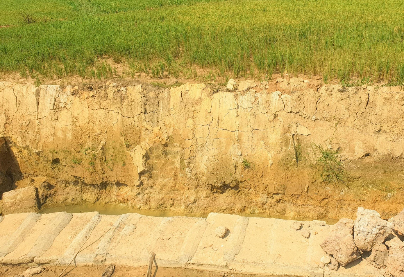 Kênh được đậy nắp nên người dân không thể lấy nước vào ruộng