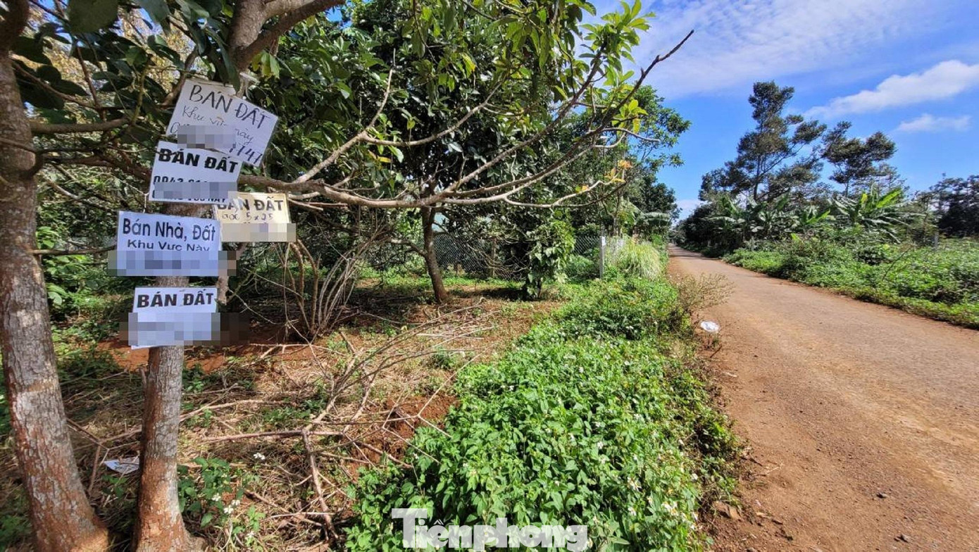 Bảng rao bán đất được gắn chi chít trên cây Bảng rao bán đất được gắn chi chít trên cây