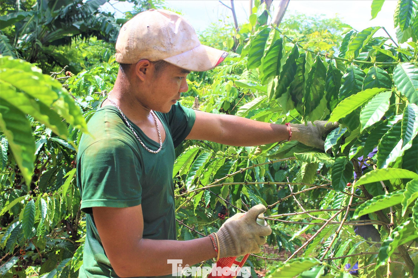 Ngoài rắn độc, cây cà phê còn có loài kiến đen bám kín từ gốc đến ngọn. Có người bị kiến đốt đến phát sốt. Do đó, trong quá trình hái, người dân thường mang theo một chai xịt côn trùng. Ngoài rắn độc, cây cà phê còn có loài kiến đen bám kín từ gốc đến ngọn. Có người bị kiến đốt đến phát sốt. Do đó, trong quá trình hái, người dân thường mang theo một chai xịt côn trùng.