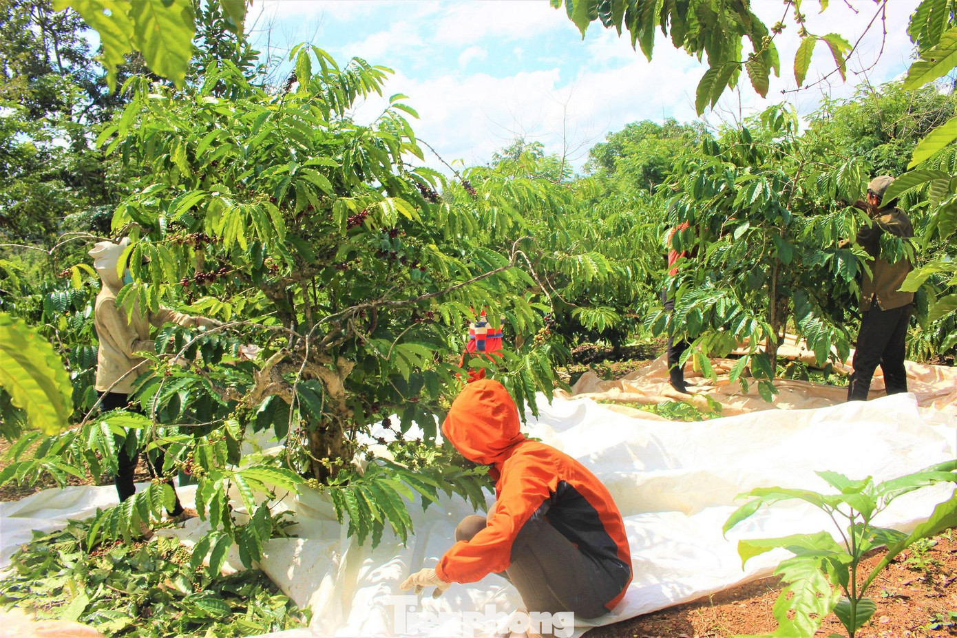 Từ sáng sớm, rẫy cà phê của ông Y Ben Brông (buôn Huê, xã Ea Kao, TP. Buôn Ma Thuột, Đắk Lắk) đã có 8 người bắt đầu cho ngày thu hoạch cà phê. Vườn cà phê nhà ông Y Ben rộng hơn 1,5ha, đã cho thu hoạch trên 15 năm. Từ sáng sớm, rẫy cà phê của ông Y Ben Brông (buôn Huê, xã Ea Kao, TP. Buôn Ma Thuột, Đắk Lắk) đã có 8 người bắt đầu cho ngày thu hoạch cà phê. Vườn cà phê nhà ông Y Ben rộng hơn 1,5ha, đã cho thu hoạch trên 15 năm.