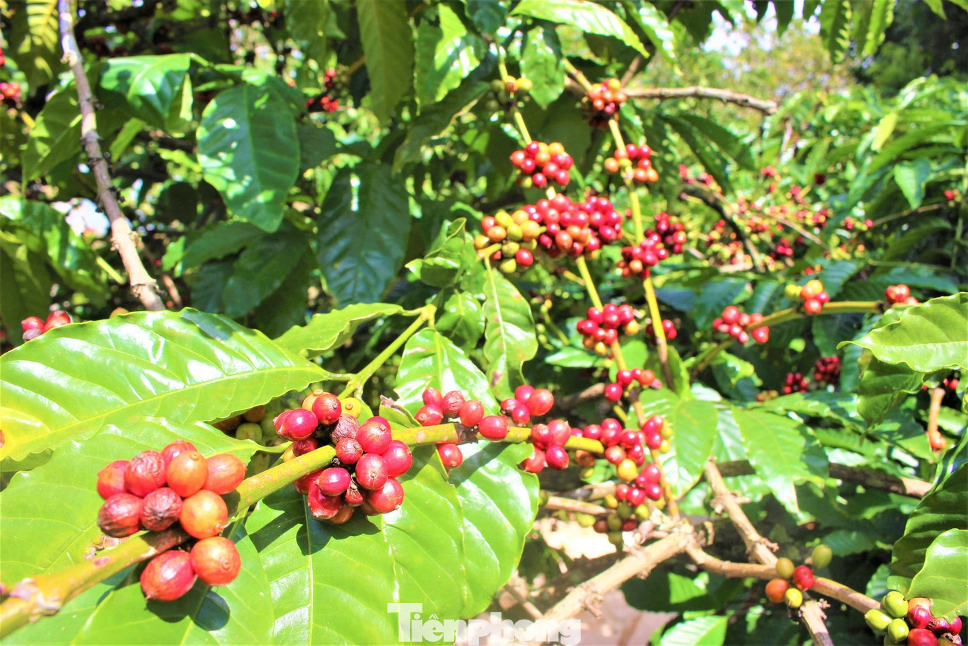 Những năm trước, ông Y Ben thường để cà phê chín rộ mới huy động từ 15-20 nhân công hái trong vòng 10 ngày là xong vườn cà phê. Tuy nhiên năm nay, dịch COVID-19 diễn biến phức tạp, nhân công khan hiếm nên gia đình chủ động hái chọn quả chín. Đến đợt thu hoạch lần 2, ông Y Ben mới thuê thêm nhân công hái cùng gia đình để đảm bảo phòng chống dịch. Những năm trước, ông Y Ben thường để cà phê chín rộ mới huy động từ 15-20 nhân công hái trong vòng 10 ngày là xong vườn cà phê. Tuy nhiên năm nay, dịch COVID-19 diễn biến phức tạp, nhân công khan hiếm nên gia đình chủ động hái chọn quả chín. Đến đợt thu hoạch lần 2, ông Y Ben mới thuê thêm nhân công hái cùng gia đình để đảm bảo phòng chống dịch.