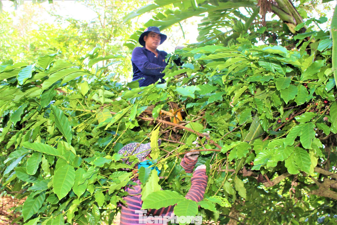 Do vườn cà phê đã trên 15 năm tuổi, nhiều cây cao, tán rộng nên người hái phải trèo lên cây mới tuốt hết quả. Vườn cây um tùm, người dân sợ nhất là bị rắn lục đuôi đỏ cắn. Do màu sắc của rắn này trùng màu lá cây nên khó phát hiện. Trước khi hái, người dân thường tuốt quả ở dưới trước khi trèo lên cây. Do vườn cà phê đã trên 15 năm tuổi, nhiều cây cao, tán rộng nên người hái phải trèo lên cây mới tuốt hết quả. Vườn cây um tùm, người dân sợ nhất là bị rắn lục đuôi đỏ cắn. Do màu sắc của rắn này trùng màu lá cây nên khó phát hiện. Trước khi hái, người dân thường tuốt quả ở dưới trước khi trèo lên cây.