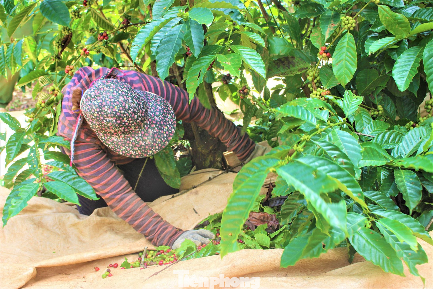 Để cà phê không bị rơi vãi ra ngoài, người hái phải quấn bạt rất kỹ dưới gốc cây. Cứ thế, tấm bạt được kéo từ gốc này sang gốc khác tới khi đầy, người thu hoạch lọc bỏ lá rụng ra ngoài. Để cà phê không bị rơi vãi ra ngoài, người hái phải quấn bạt rất kỹ dưới gốc cây. Cứ thế, tấm bạt được kéo từ gốc này sang gốc khác tới khi đầy, người thu hoạch lọc bỏ lá rụng ra ngoài.