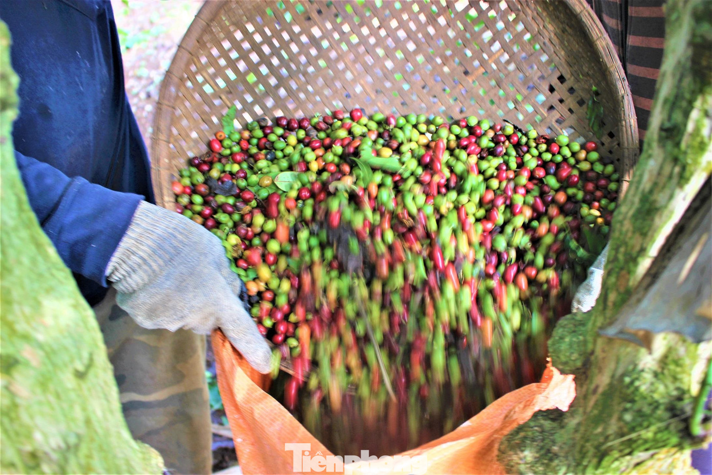 Quả cà phê sau khi hái tươi được phơi khô nguyên vỏ hoặc xát vỏ xong mới mang đi phơi. Dù thực hiện bằng cách nào, người nông dân ngại nhất là gặp mưa. Do số lượng cà phê rất lớn, có gia đình thu đến vài chục tấn nên họ chủ động đầu tư lò sấy cà phê. Quả cà phê sau khi hái tươi được phơi khô nguyên vỏ hoặc xát vỏ xong mới mang đi phơi. Dù thực hiện bằng cách nào, người nông dân ngại nhất là gặp mưa. Do số lượng cà phê rất lớn, có gia đình thu đến vài chục tấn nên họ chủ động đầu tư lò sấy cà phê.