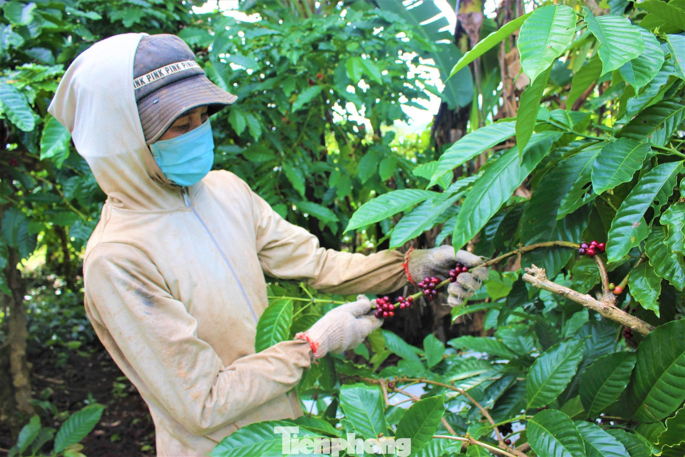 Do dịch COVID-19 nên chị H' Hoai H'mok (xã Ea Kao, TP. Buôn Ma Thuột) chỉ hái thuê cho các chủ rẫy cà phê gần nhà. Công hái 1 ngày là 180 nghìn/người, làm đủ 8 tiếng. Chị H'Hoai cho biết, tiền công hái thuê theo ngày thấp hơn nhiều so với nhận hái khoán nhưng bù lại ít áp lực và ít hao tốn sức lực hơn. Do dịch COVID-19 nên chị H' Hoai H'mok (xã Ea Kao, TP. Buôn Ma Thuột) chỉ hái thuê cho các chủ rẫy cà phê gần nhà. Công hái 1 ngày là 180 nghìn/người, làm đủ 8 tiếng. Chị H'Hoai cho biết, tiền công hái thuê theo ngày thấp hơn nhiều so với nhận hái khoán nhưng bù lại ít áp lực và ít hao tốn sức lực hơn.