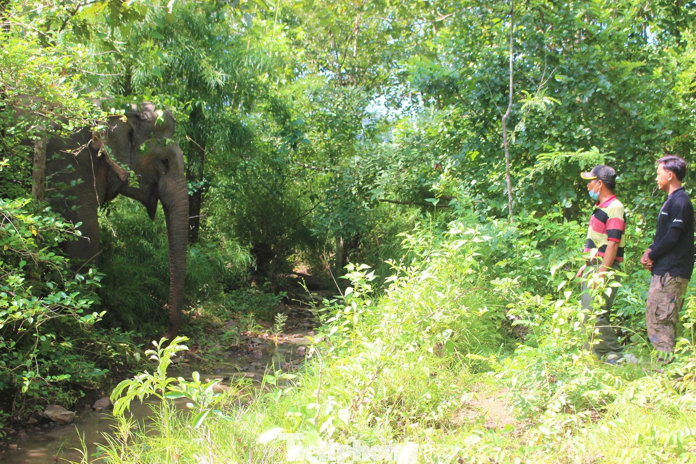 Chủ voi cũ (áo đỏ) chia sẻ về tính cách của Khăm Phanh cho người chăm sóc mới