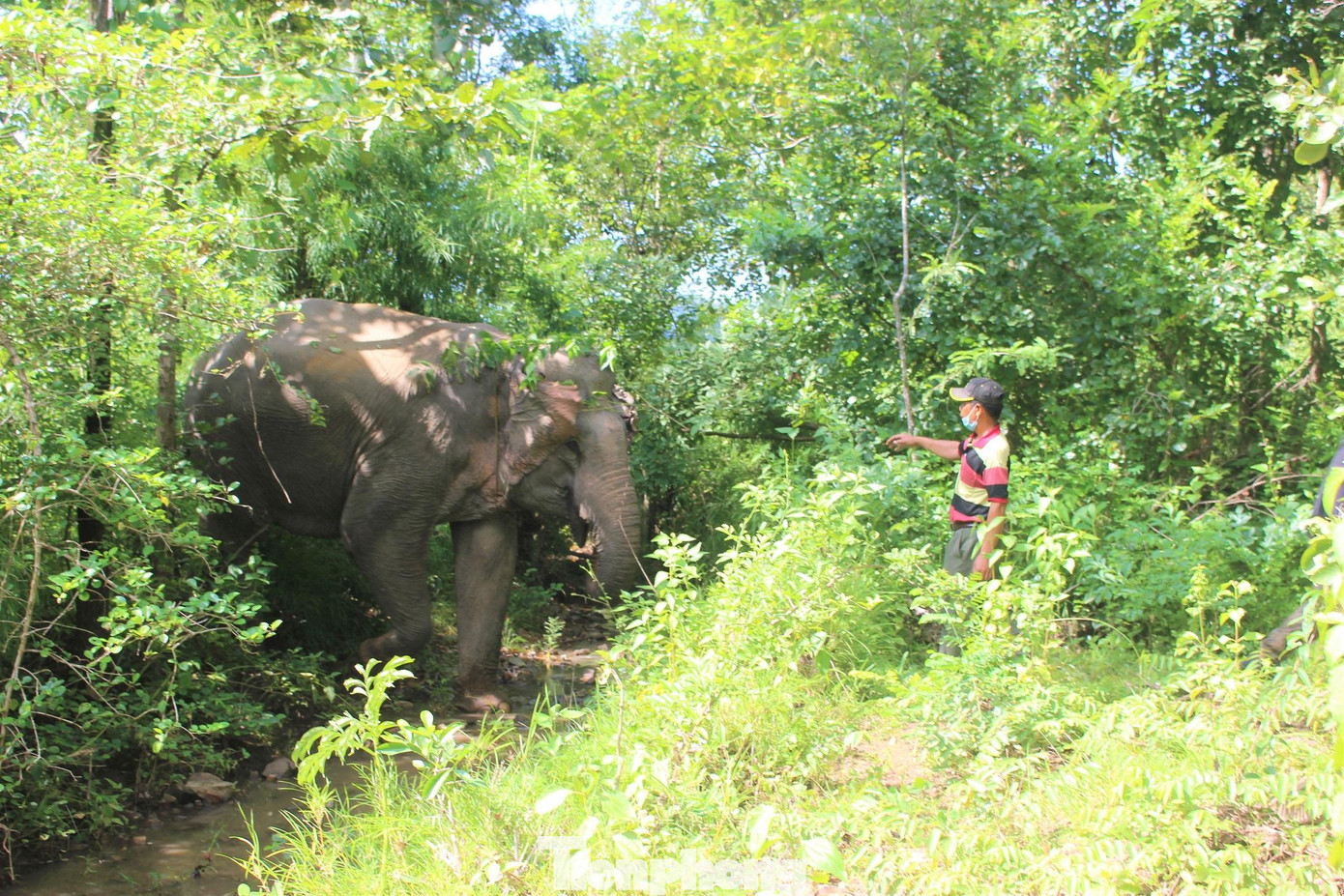 Ma Thanh trò chuyện với voi Khăm Phanh