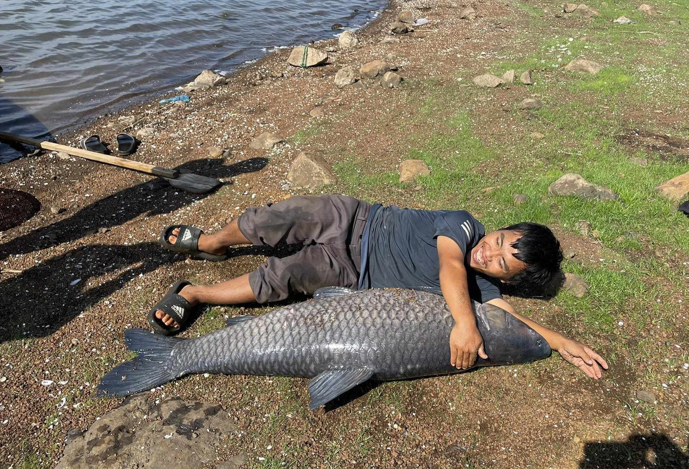 Chiều dài con cá gần bằng chiều cao của người trưởng thành Chiều dài con cá gần bằng chiều cao của người trưởng thành