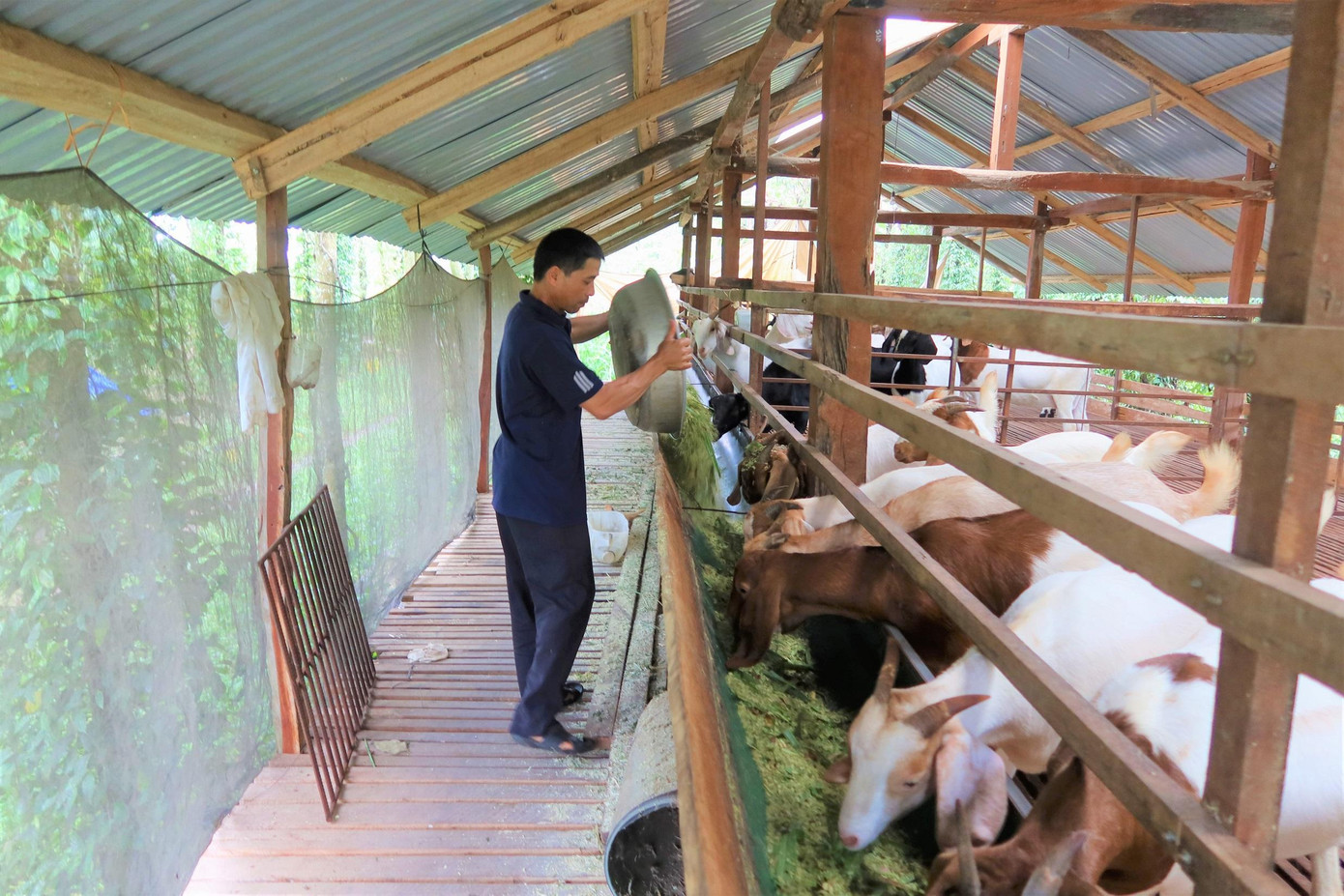 Mô hình nuôi dê của nhà anh Hùng