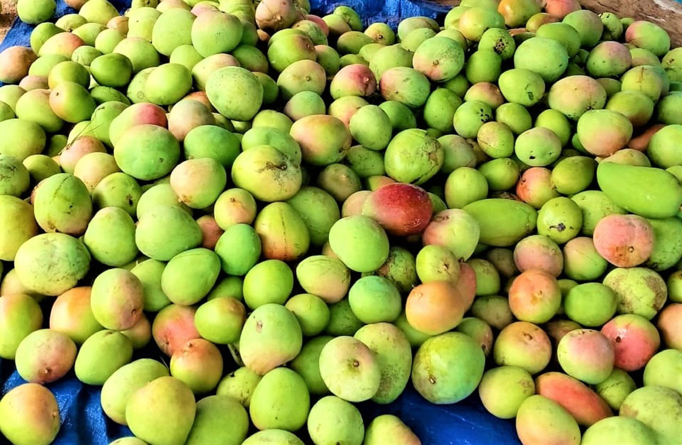 Xoài của nông dân Ea Súp bị rụng vì gió. Ảnh L.Hạnh Xoài của nông dân Ea Súp bị rụng vì gió. Ảnh L.Hạnh