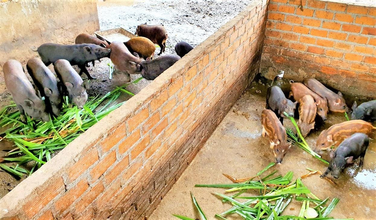 Mô hình nuôi heo rừng ở Tân Hòa