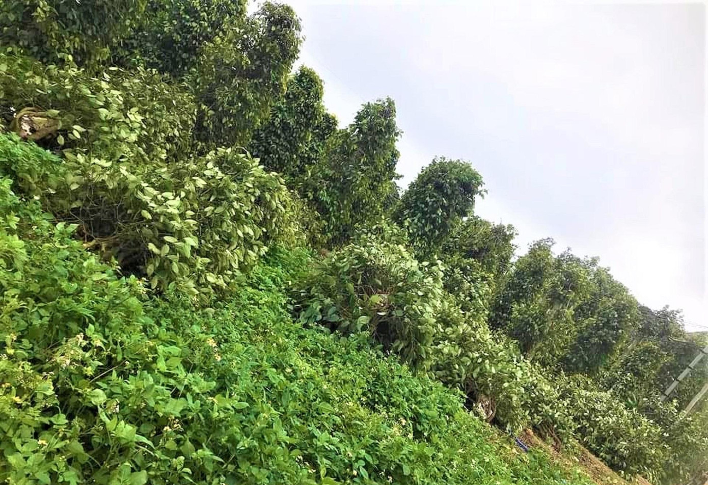 Vườn tiêu của gia đình anh Trường bị ngã gãy Vườn tiêu của gia đình anh Trường bị ngã gãy