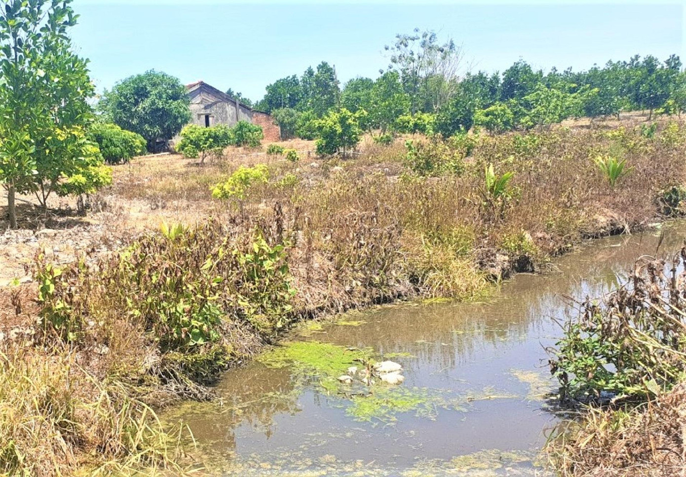 Nước thải từ các trại heo ra mương nước vẫn bốc mùi hôi thối