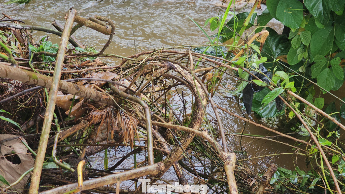 Xác gà vẫn còn bám trên bụi cây. Xác gà vẫn còn bám trên bụi cây.