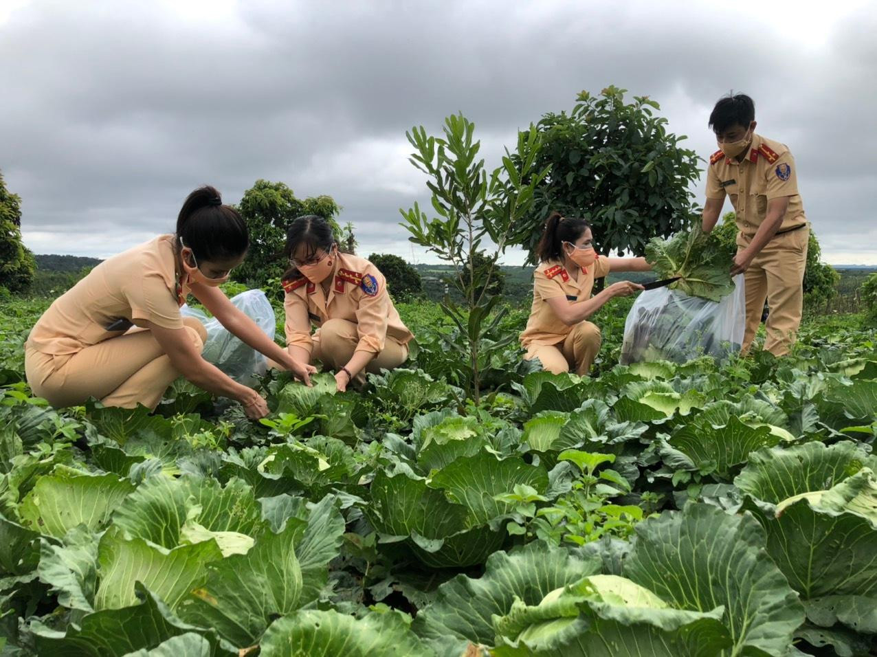 Các cán bộ, chiến sĩ tự tay thu hoạch vườn bắp sú tươi xanh