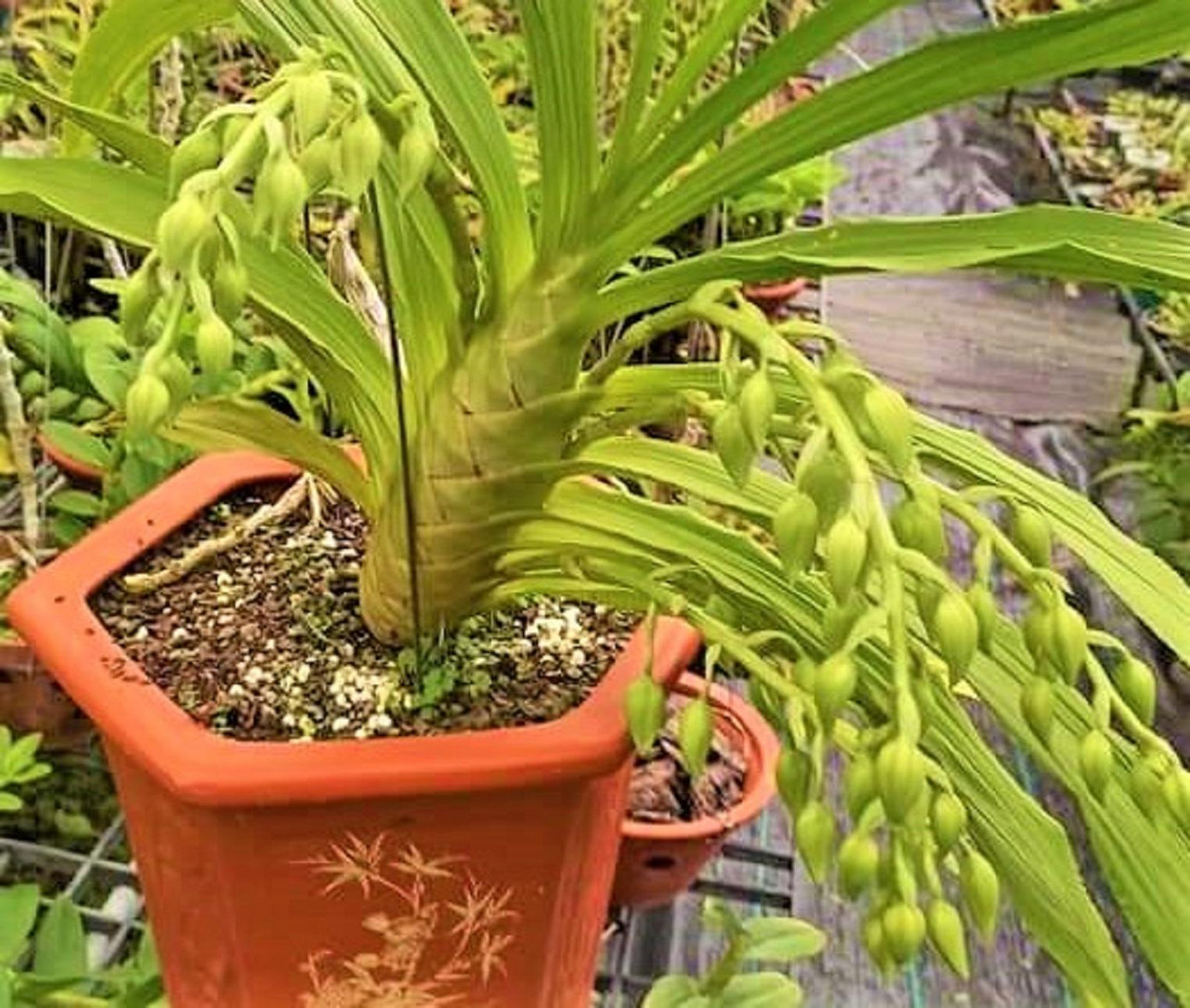 Một chậu hoa lan đang bung nụ