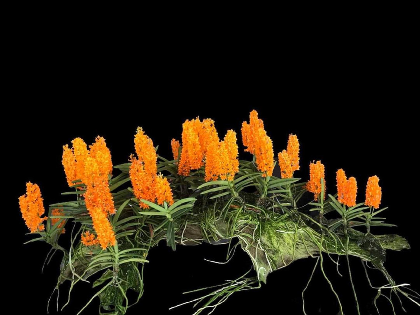 Giò hoa hỏa hoàng cam khoe sắc thắm