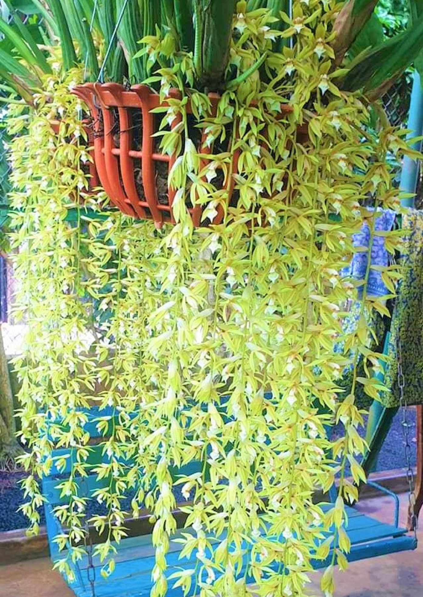 Giá hoa lan phụ thuộc vào kích cỡ, chủng loại...