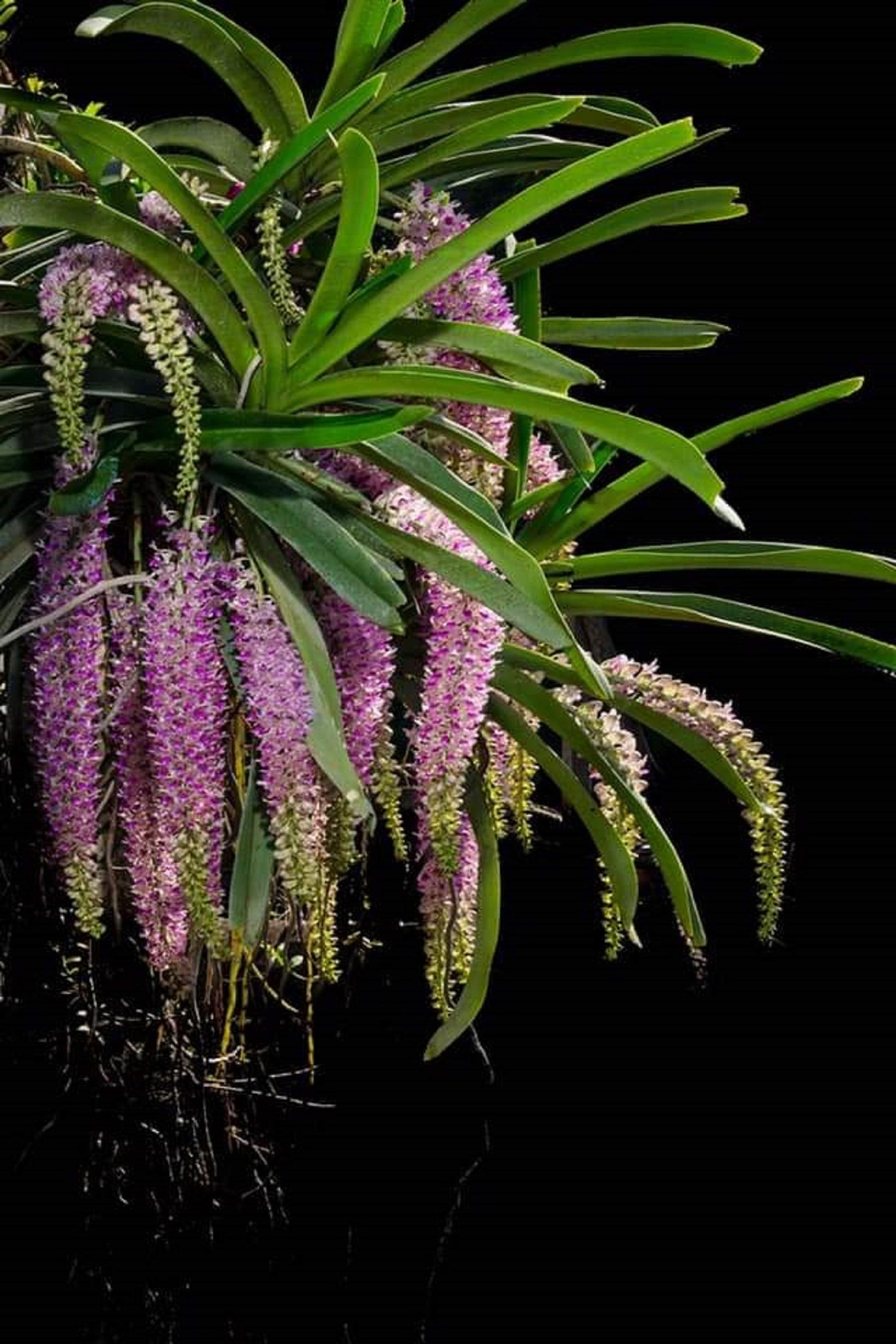 Hoa lan đuôi chồn khoe sắc