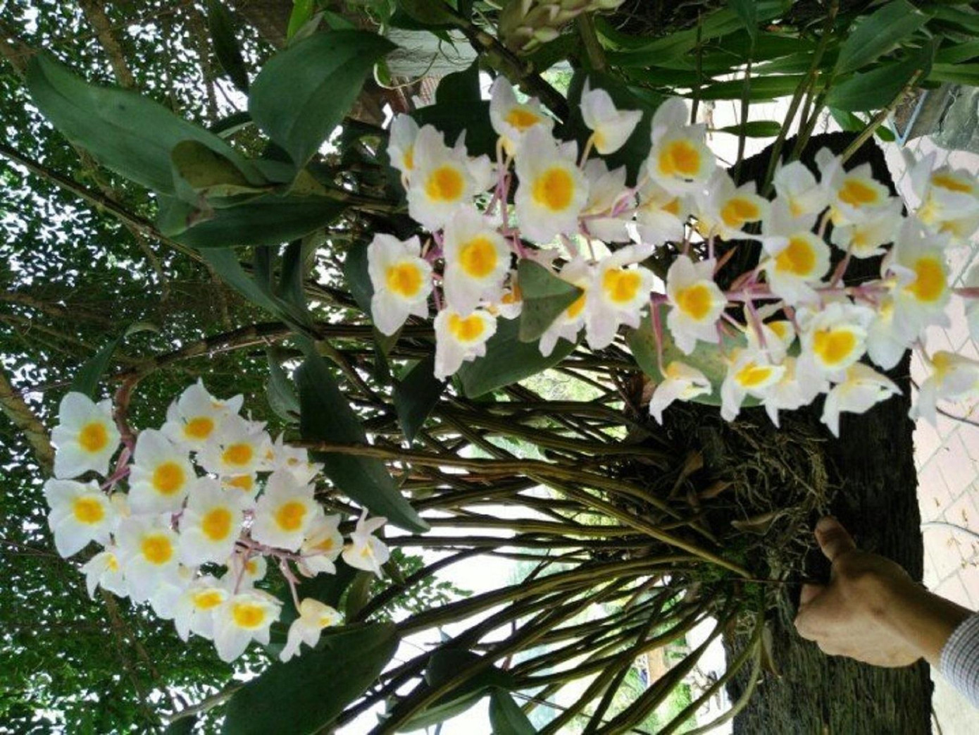 Chùm hoa Thủy Tiên